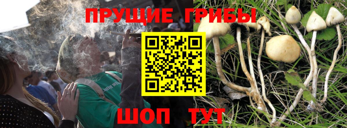 Тихорецк  магазин  наркотиков  Вход с VPN  Псилоцибиновые грибы Psilocybine cubensis  Галлюциногенные грибы прущие грибы 